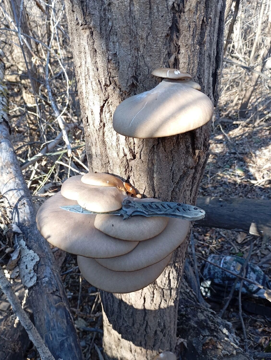 Вешенки в Оренбуржье