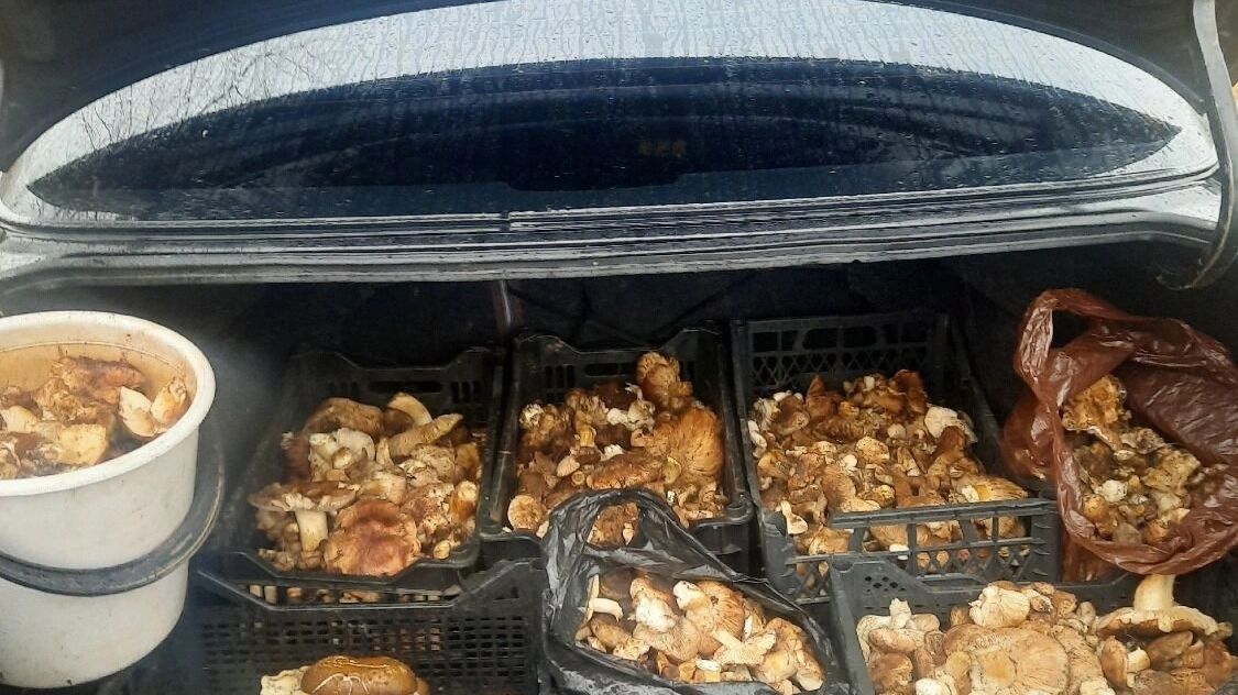 Какие грибы собирают в ноябре