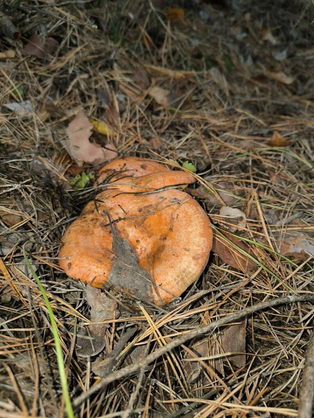 Рыжики найдены в Оханском районе тоже 4 октября