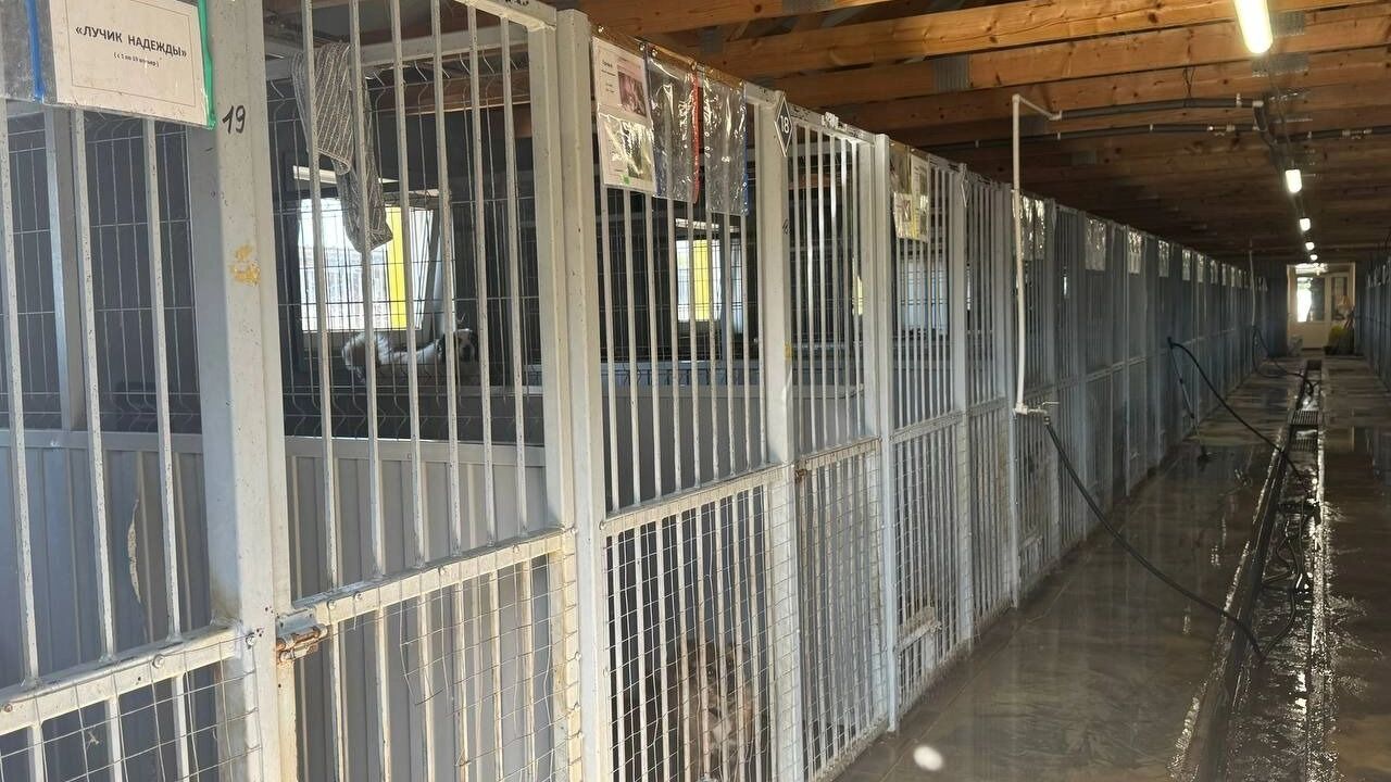 Закрытые вольеры в&nbsp;приюте