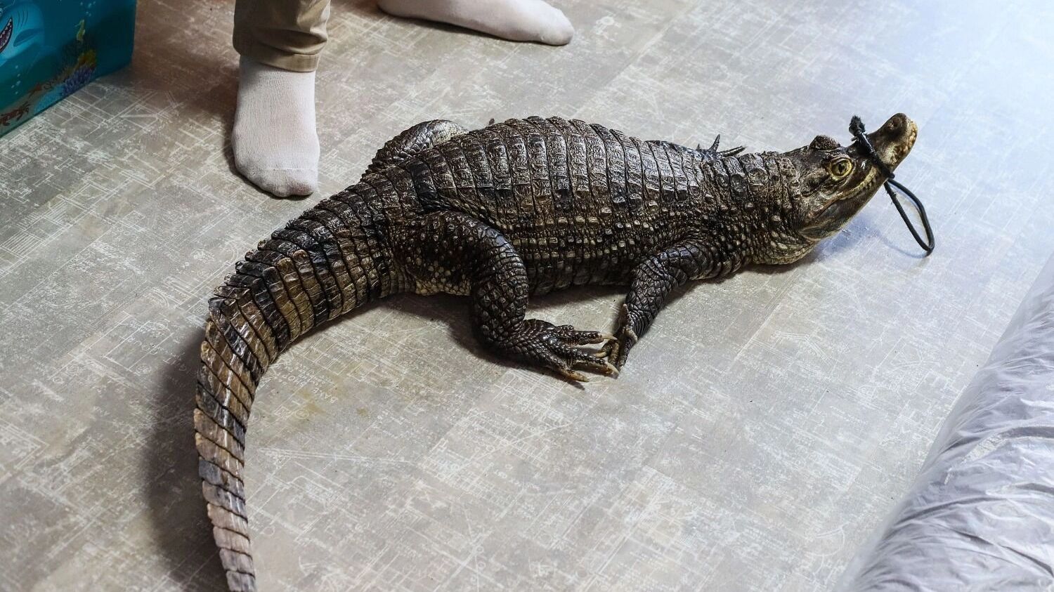 Диких животных, которые размещены в&nbsp;квартирах, могут изъять