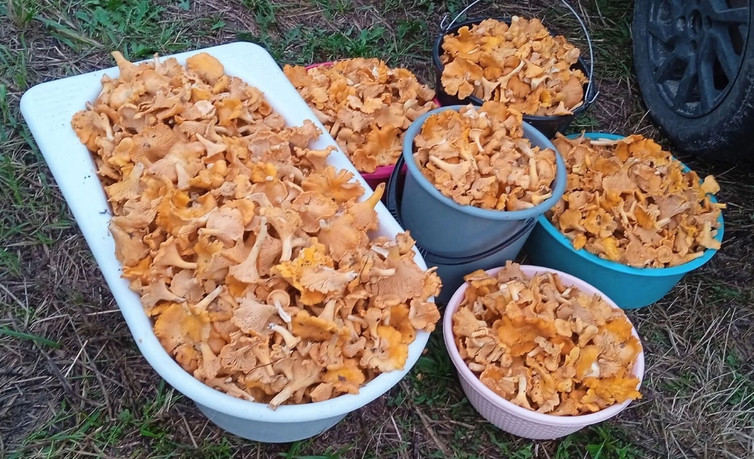 Лисичек в лесах все еще много