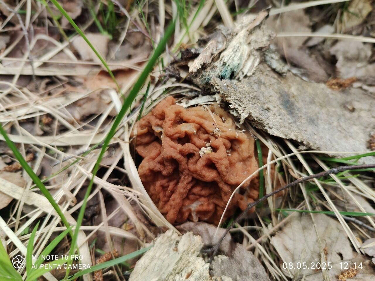 Дзержинские грибы