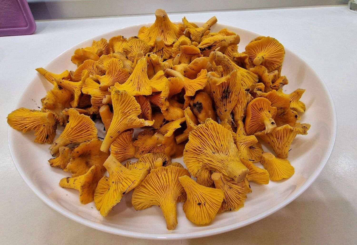 Грибы в Выксе