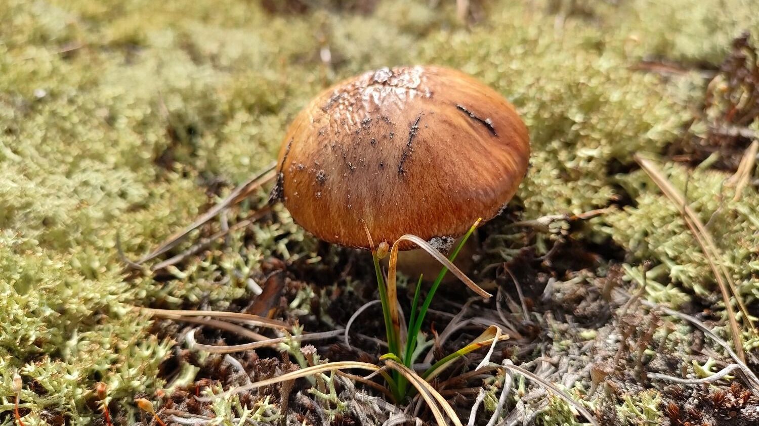 Грибы в Нижегородской области