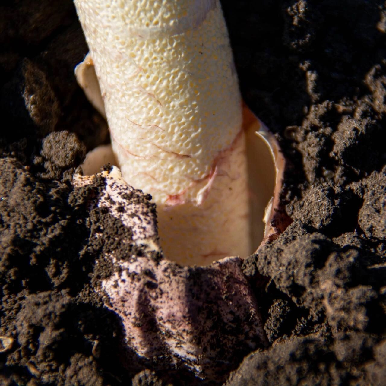 Весёлка Хадриана