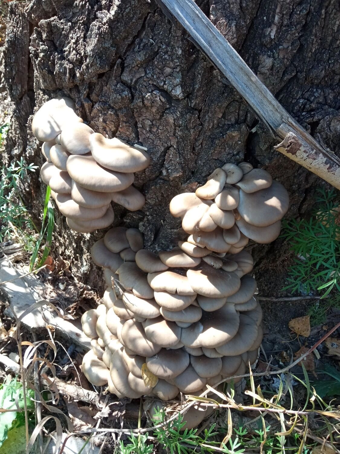 Вешенки в Оренбуржье