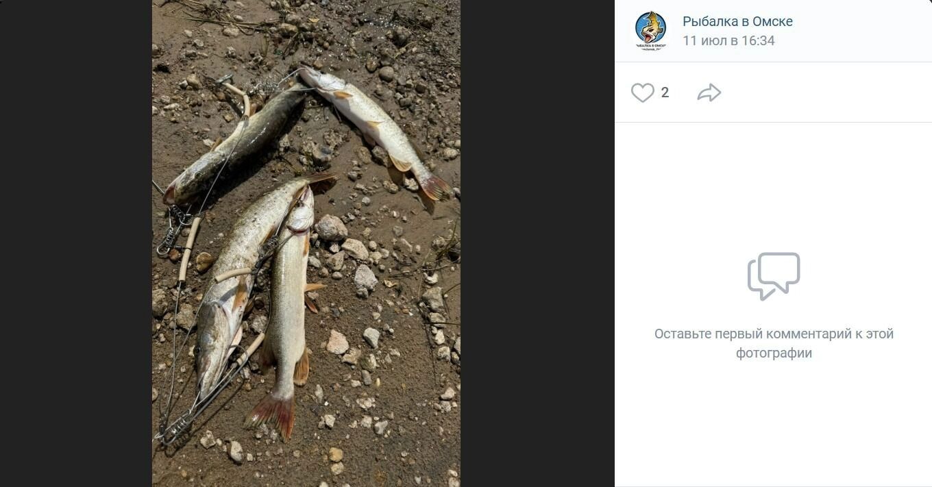 Омич выловил рыбу общим весом в 2,1 кг