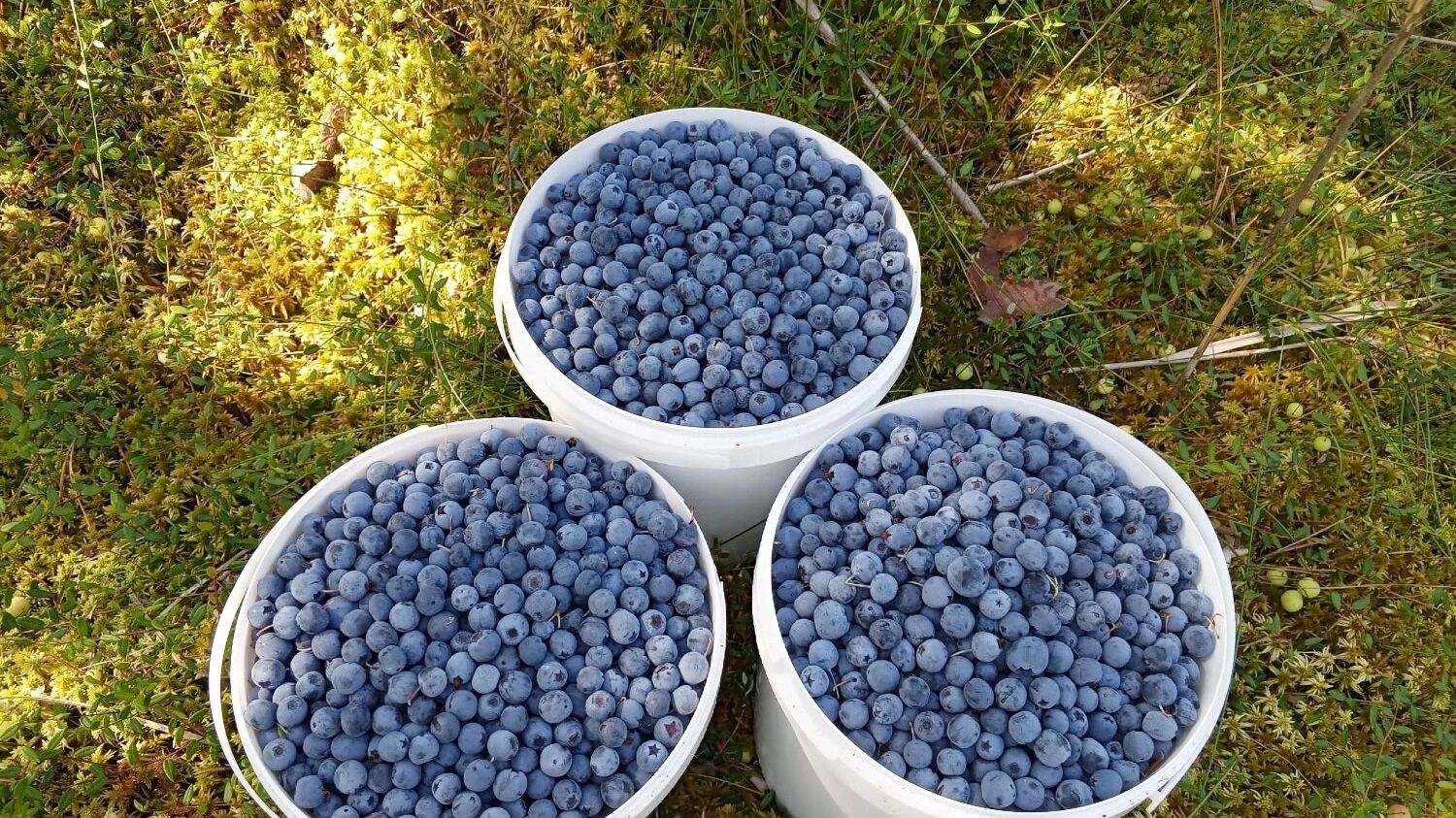Где искать голубику в Нижегородской области
