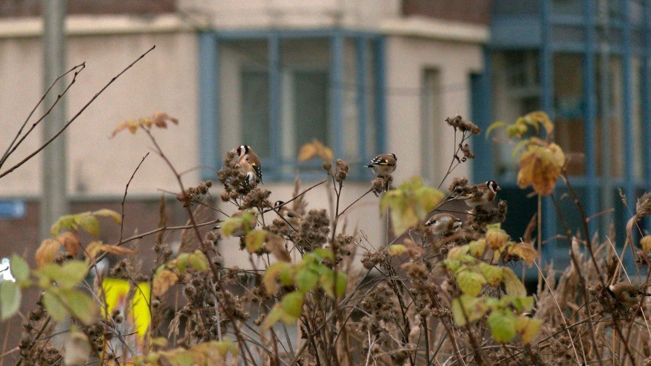 Самую яркую птицу Петербурга сняли на камеру (фото)