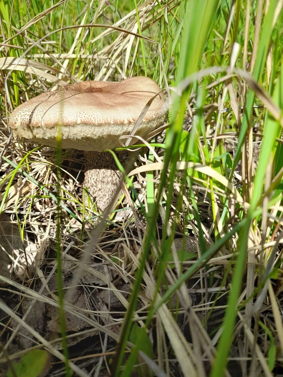 Подберезовики, найденные в мае 2025 года