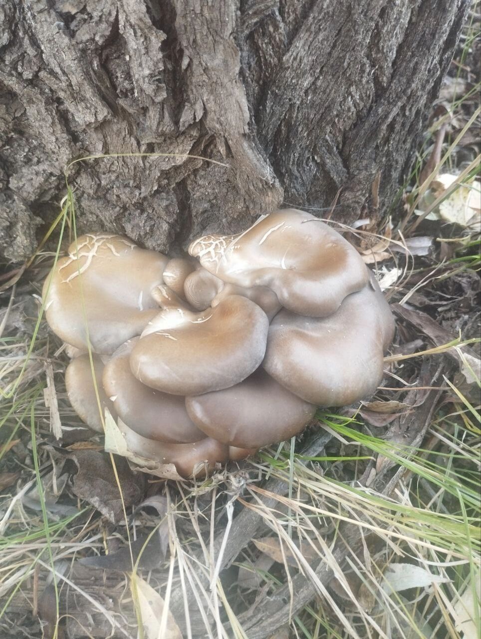 Грибы в Оренбуржье