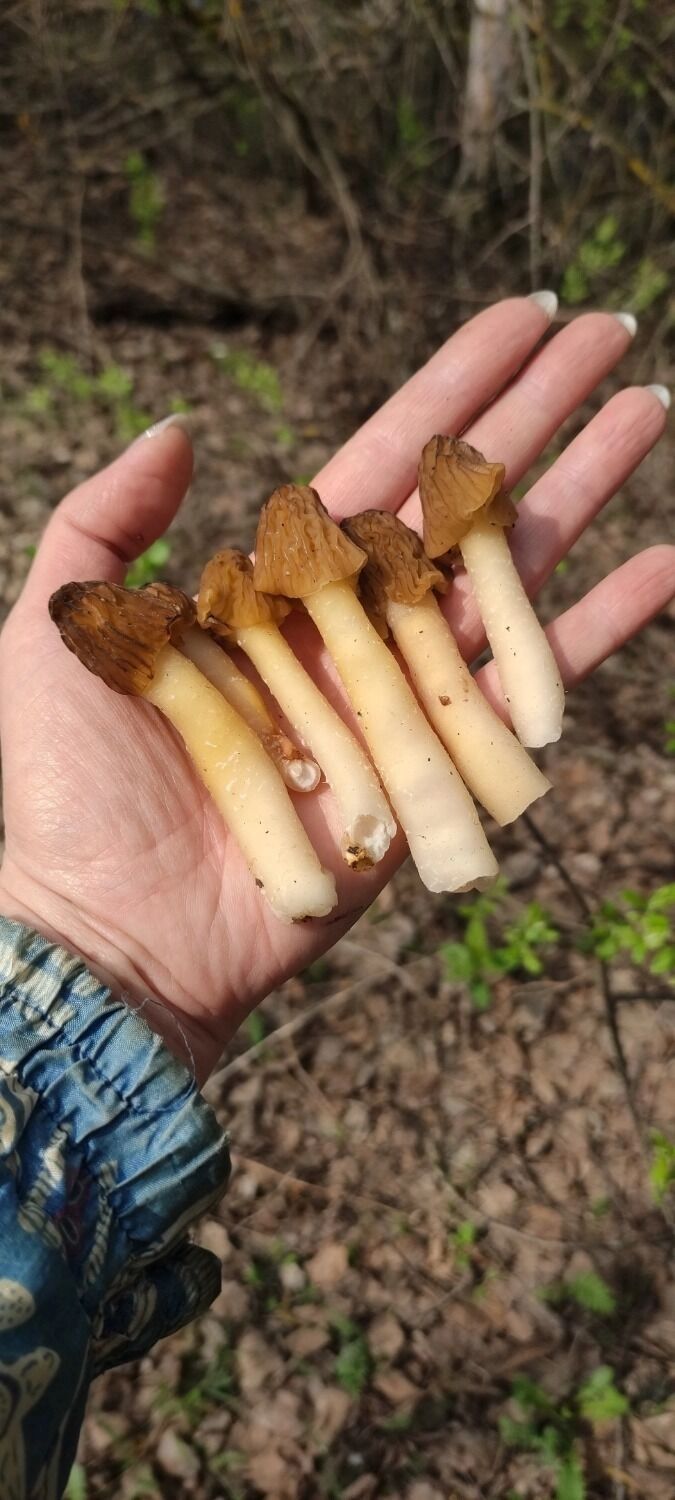 Грибы в Дзержинске