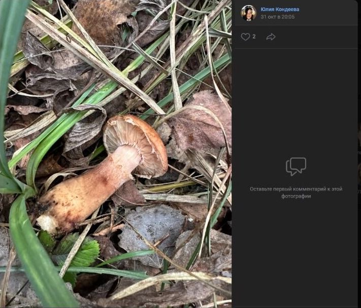 Скриншоты "результатов" прогулки по лесам поселка Дачный