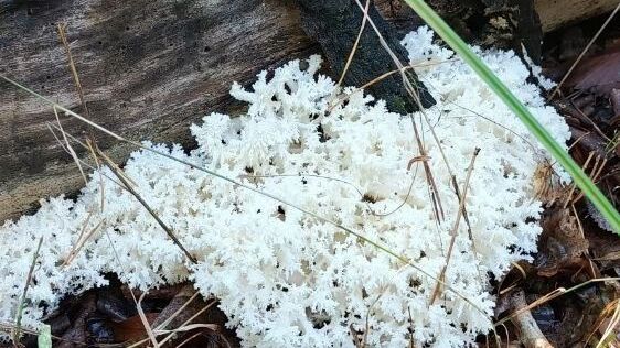 В Бузулукском бору найдены экзотические грибы