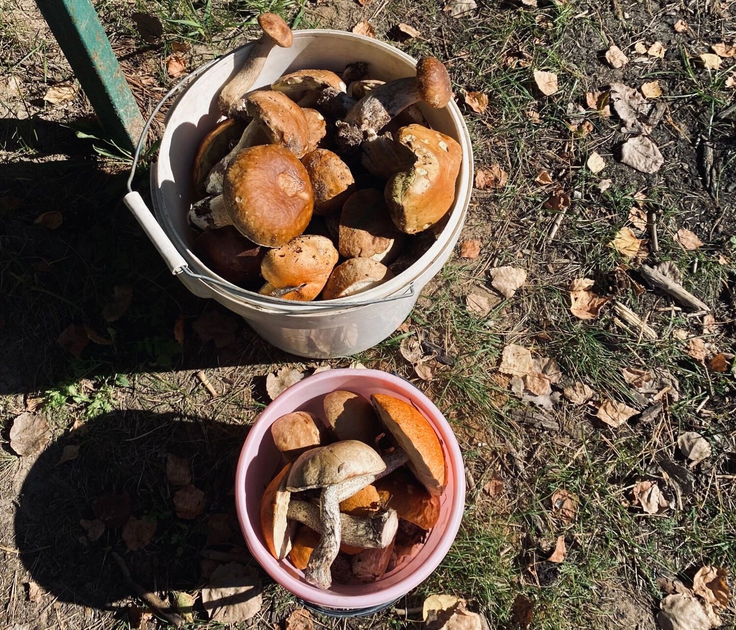 Грибов становится все меньше