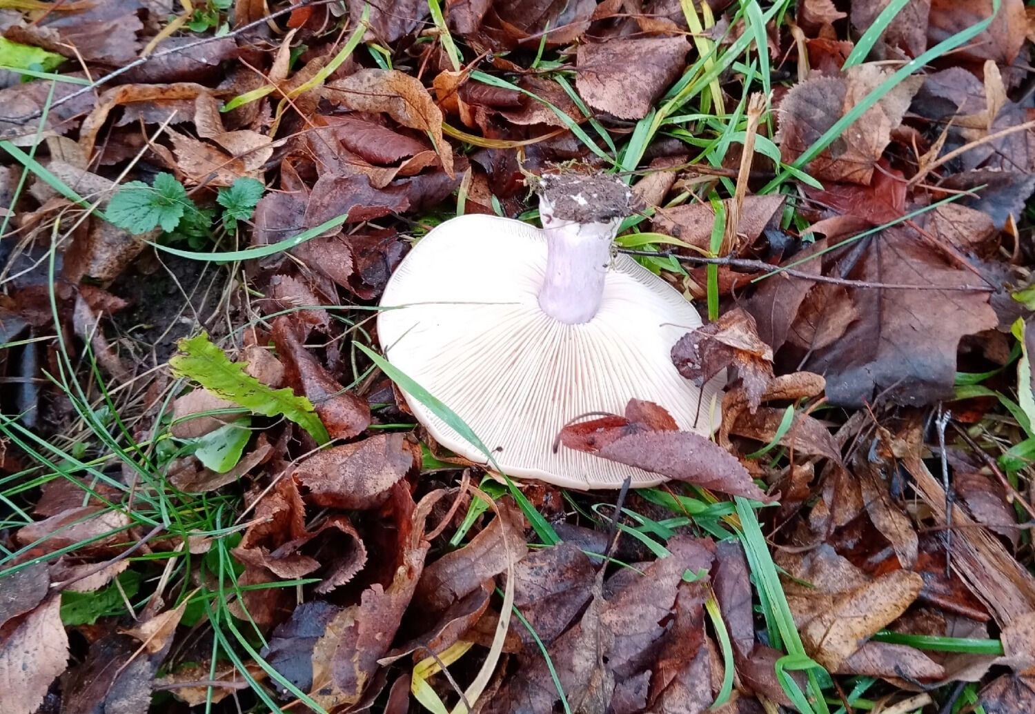 Синеножка или рядовка лиловоногая, найденная в Нижнем Новгороде