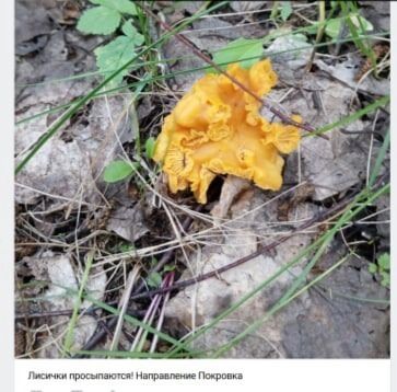 Омичи делятся своими грибными находками