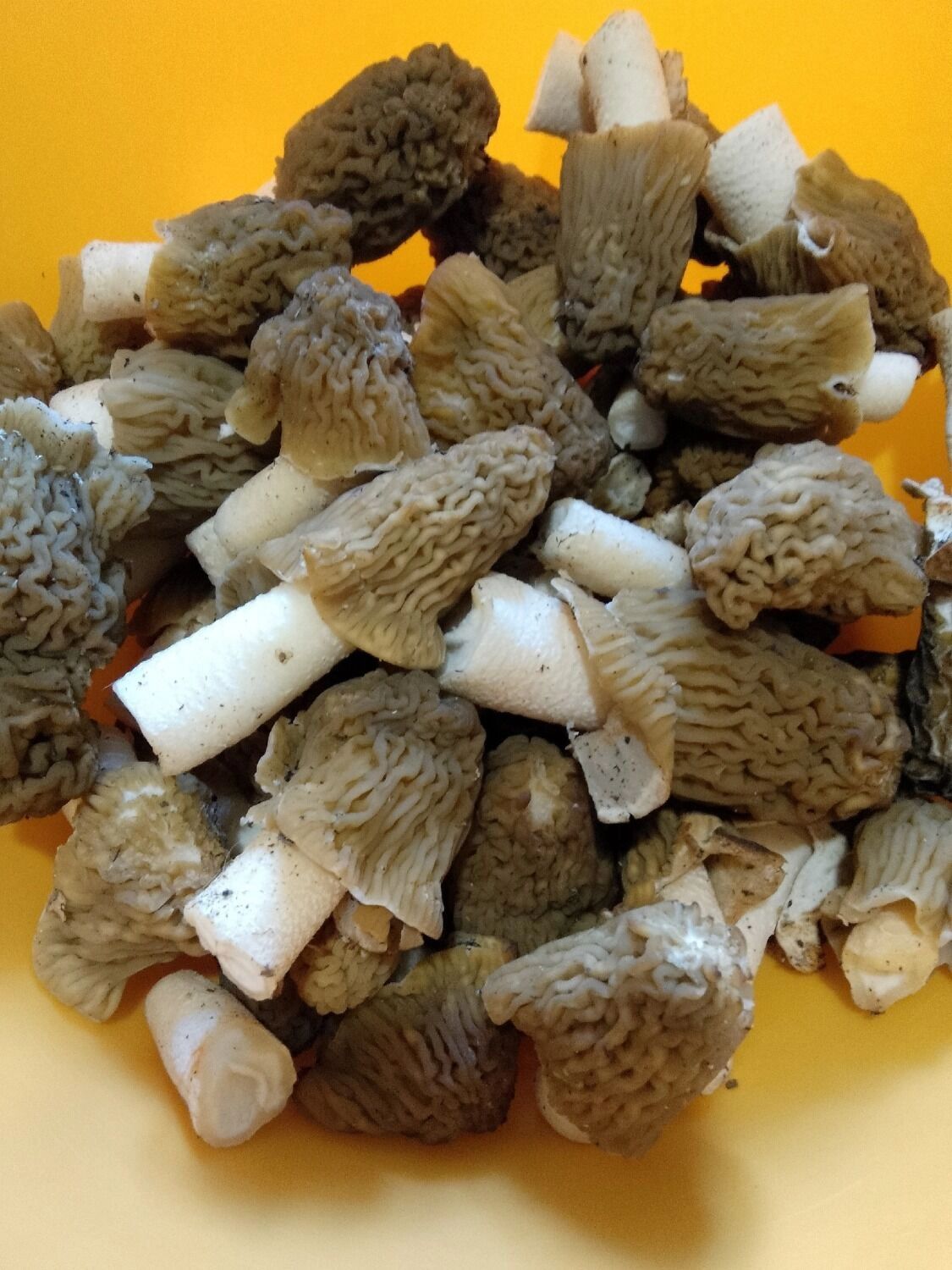 Жители Оренбуржья уже в апреле начали собирать сморчки