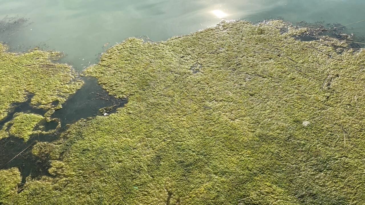 Цветение воды в&nbsp;Казани приобрело пугающие очертания.
