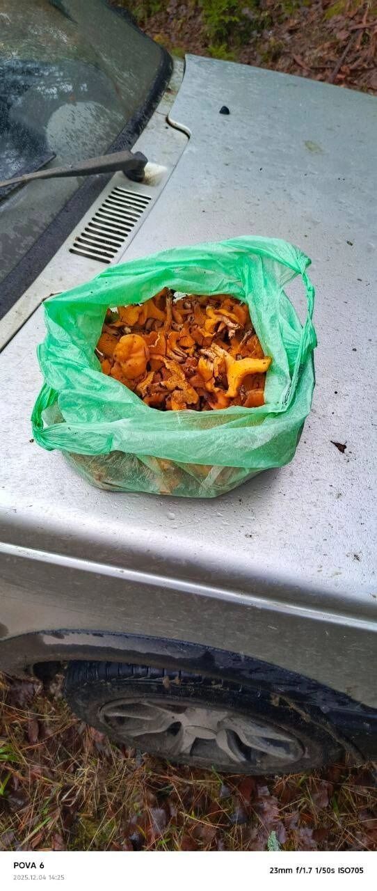 Лисички, собранные в декабре в Семенове