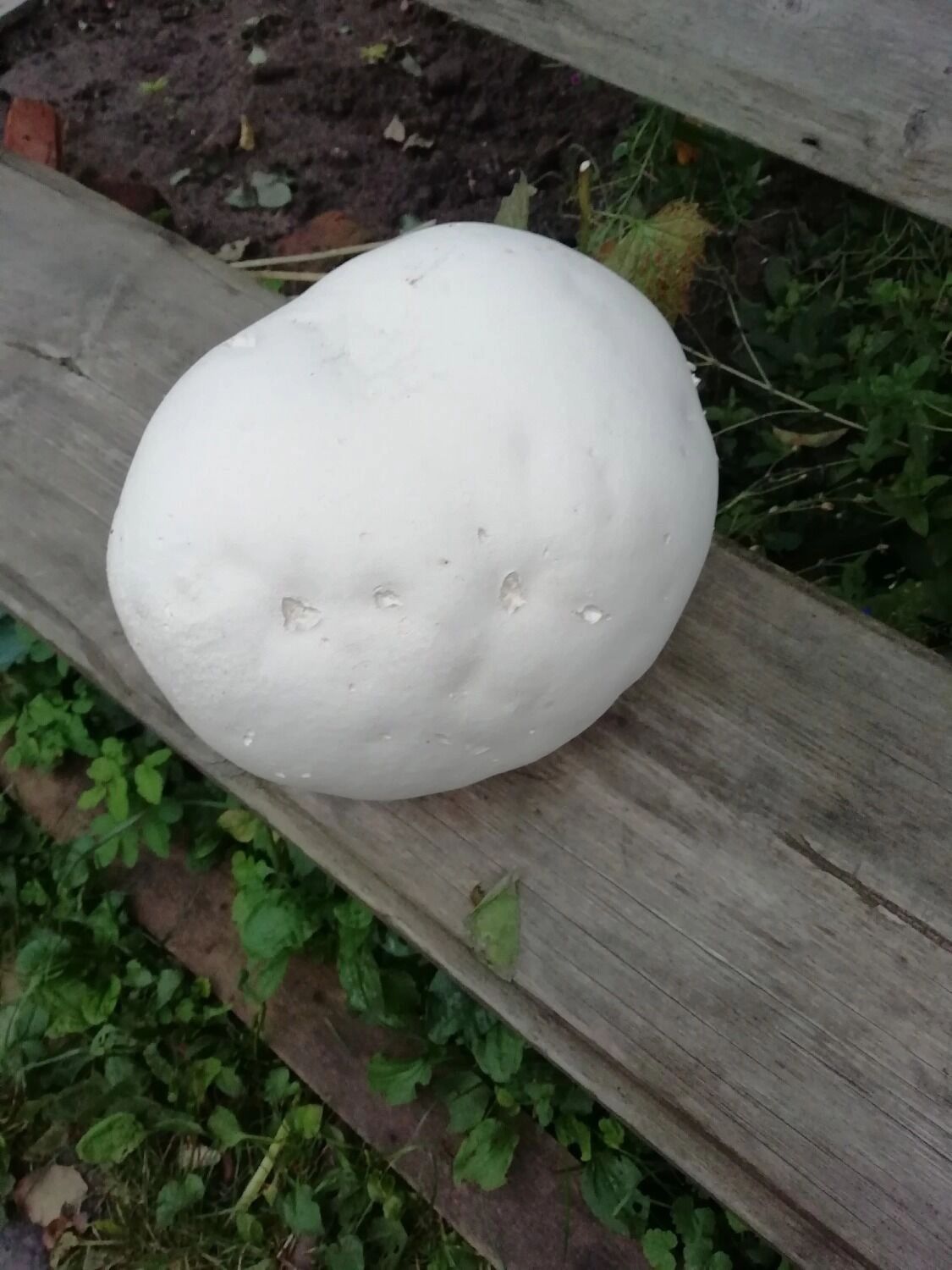 Гигантский гриб-головач в Нижегородской области