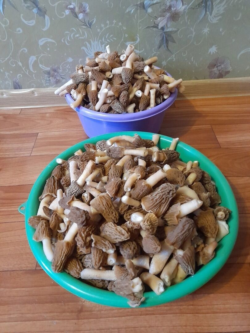 Найденные белгородцами грибы