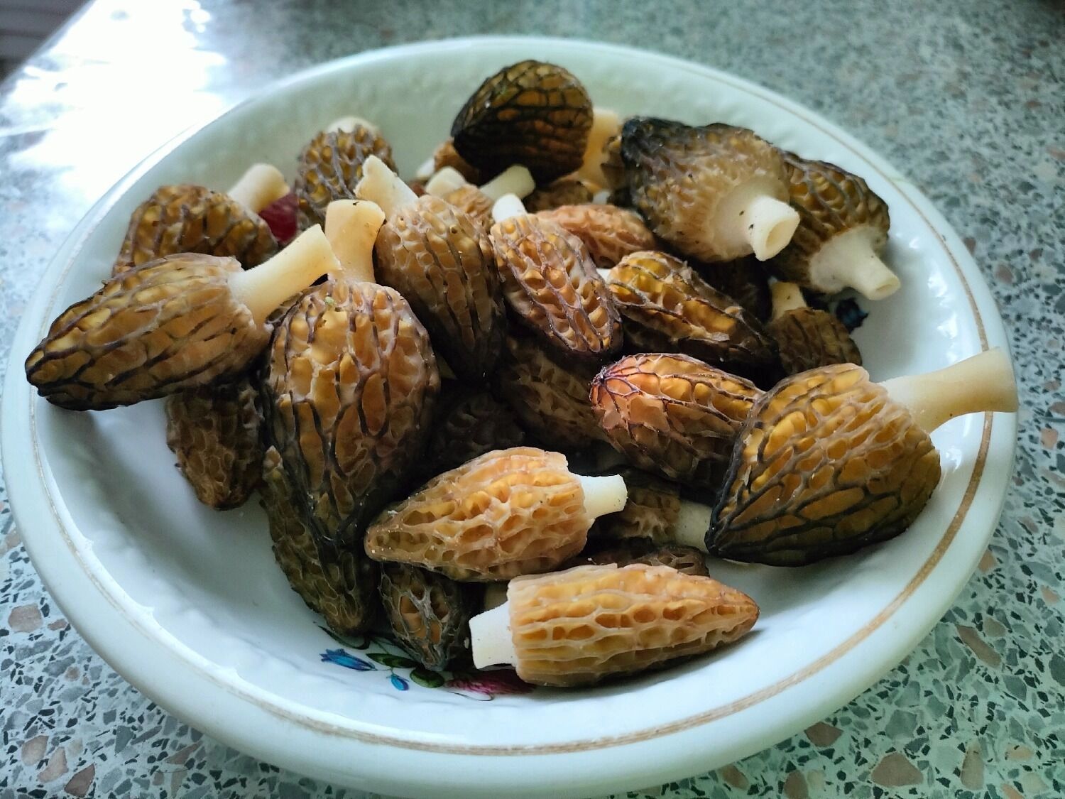 Грибы в нижегородских лесах