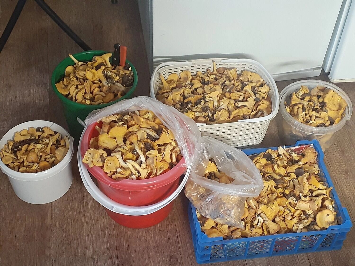 Лисички из Борского округа