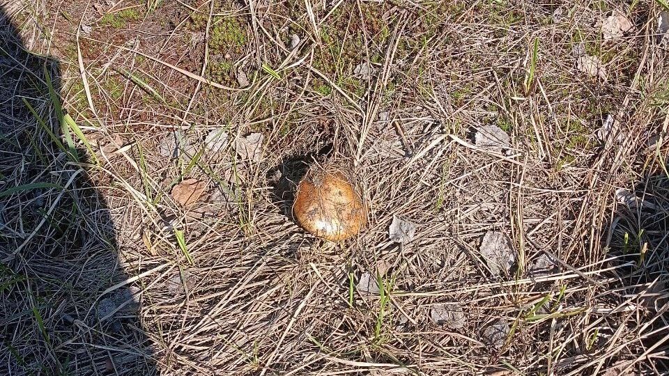 Грибы в Нижегородской области