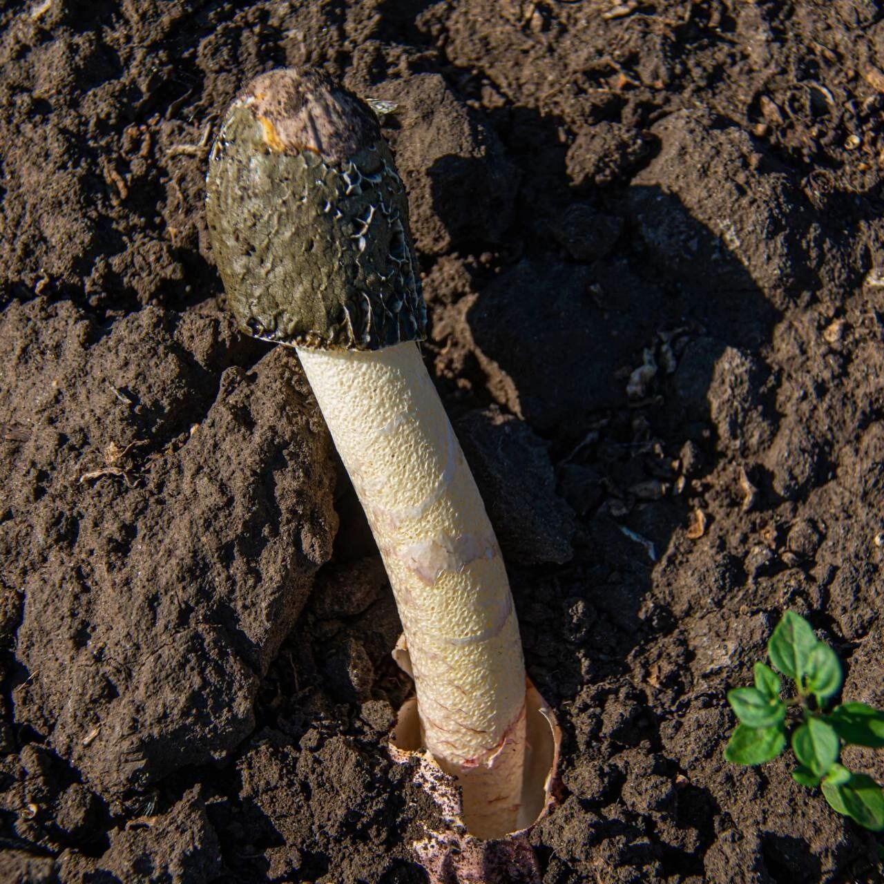 Весёлка Хадриана