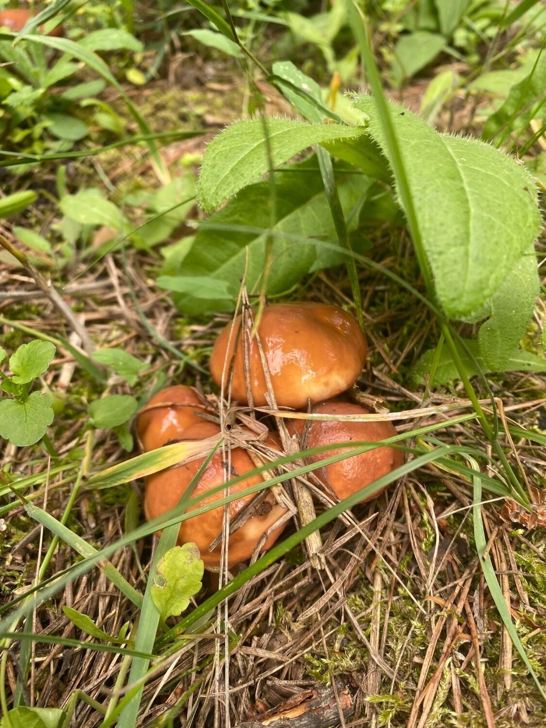 Белгородцы хвастаются грибным «уловом»
