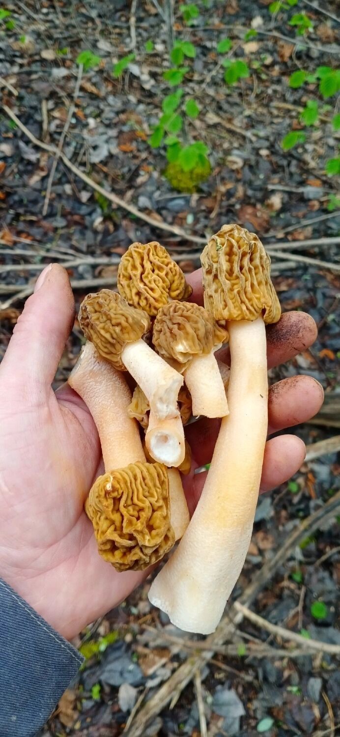 Сморчки из Арзамаса