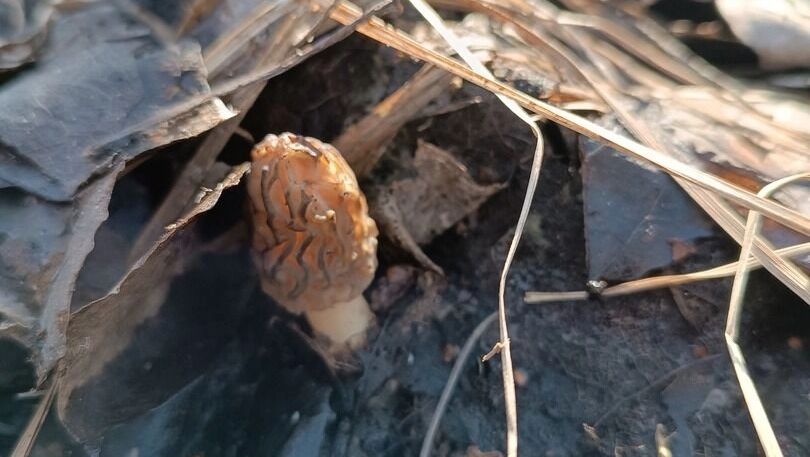 В оренбургских лесах начали появляться первые грибы