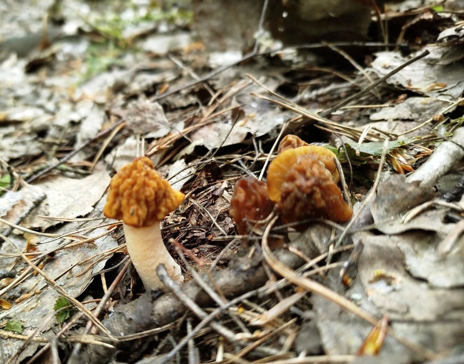 Какие грибы растут в мае в Нижегородской области