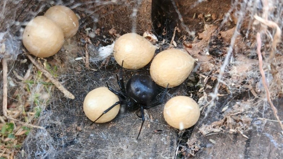 Самка каракурта