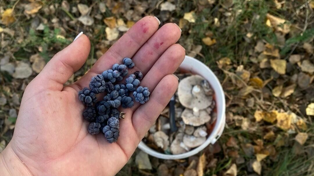 Грибы в сентябре в Оренбургской области