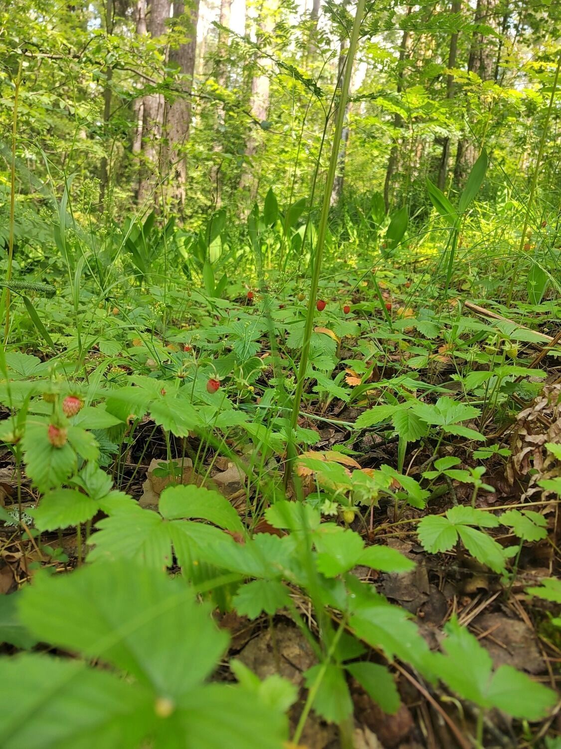 В нижегородских лесах пошла земляника