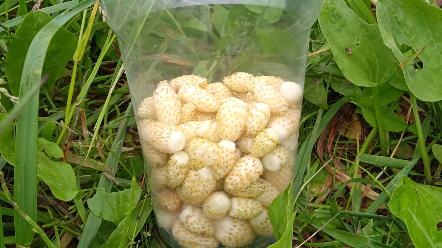 Нижегородцам попалась редкая земляника