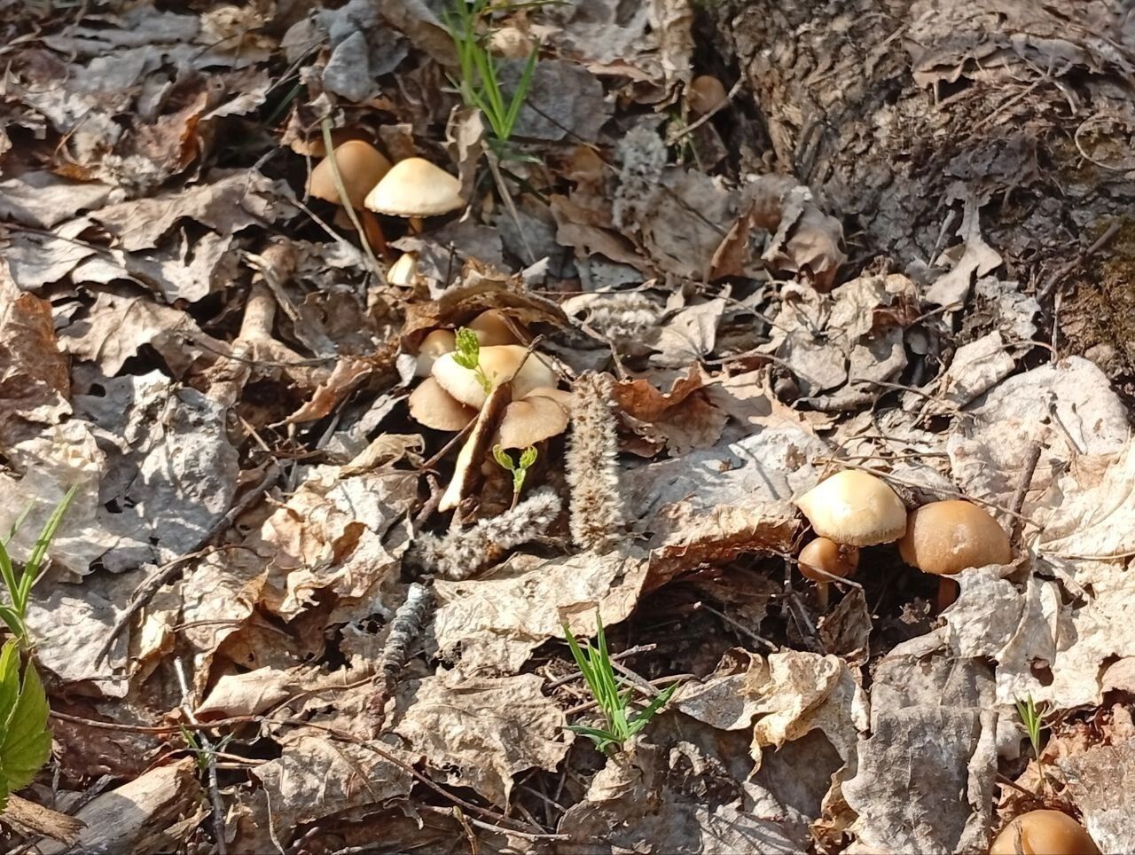 Первые грибы в Бузулукском бору