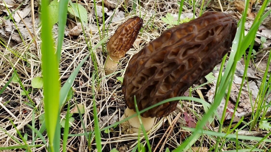 Первые сморчки