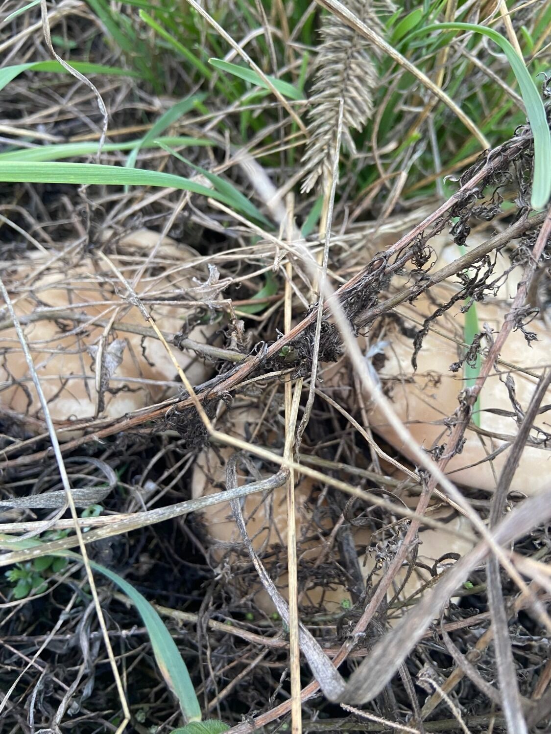 В Оренбуржье собирают лиловоногую рядовку