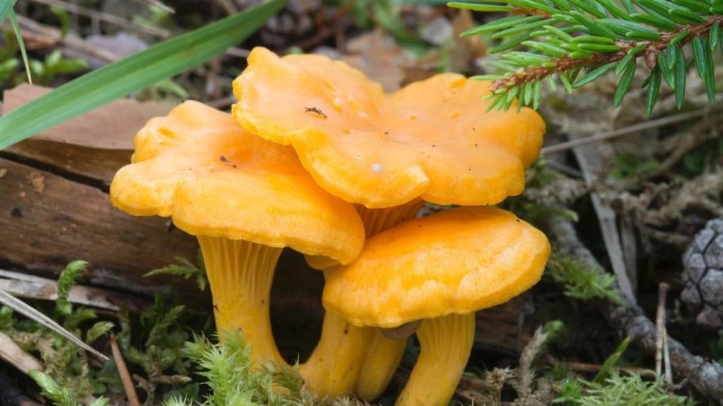 Лисички отлично подойдут любителям жареных грибов