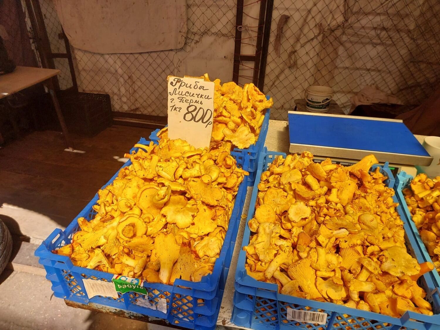 Грибы лисички в Оренбуржье привезли из Перми