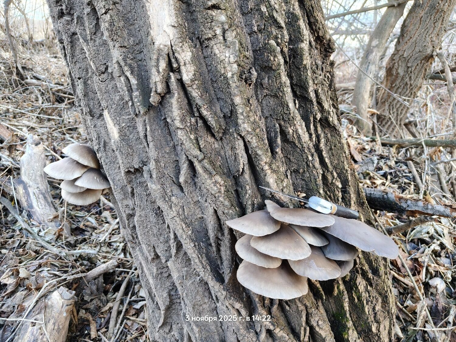 В Оренбуржье собирают вешенки