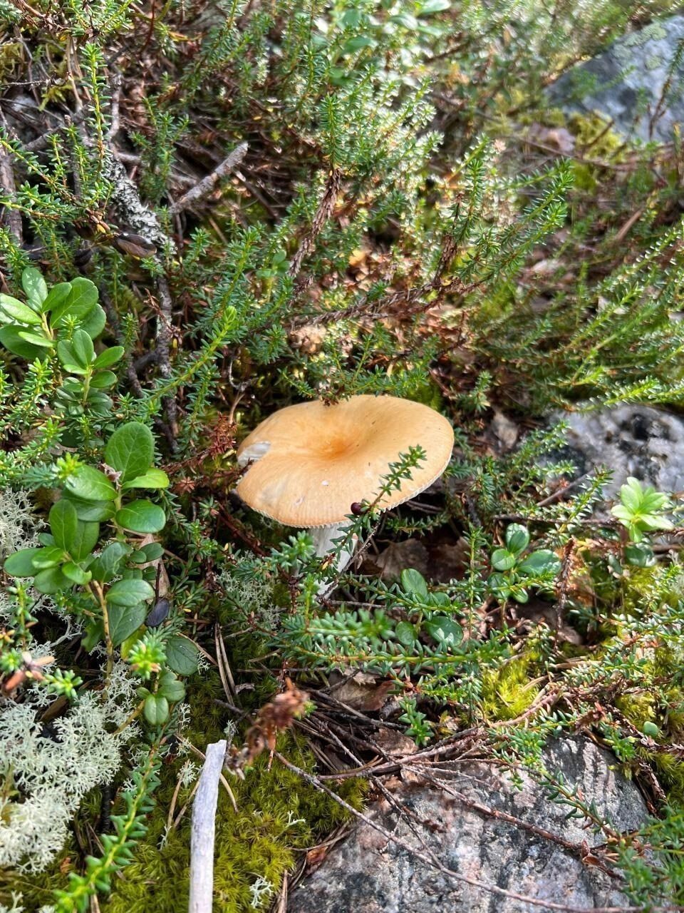 Грибы в Оренбуржье летом 