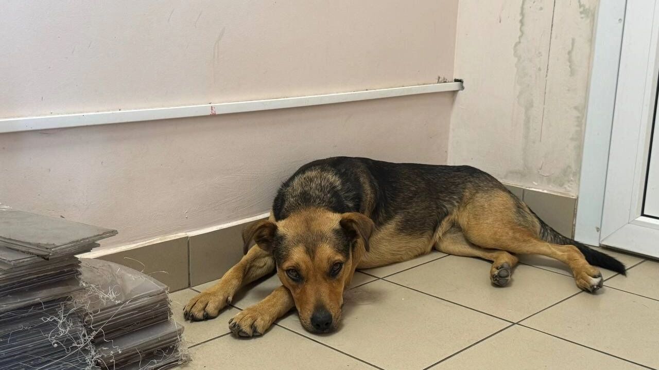 Не все собаки приюта живут в вольерах