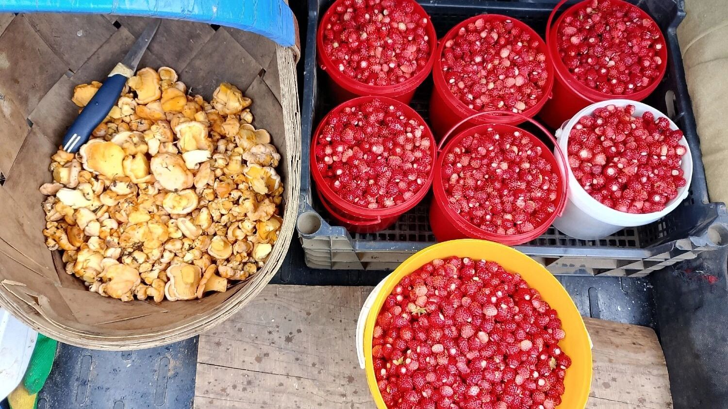 Собирая дары леса, важно помнить, что делать это надо не менее, чем в 30 метрах от дороги