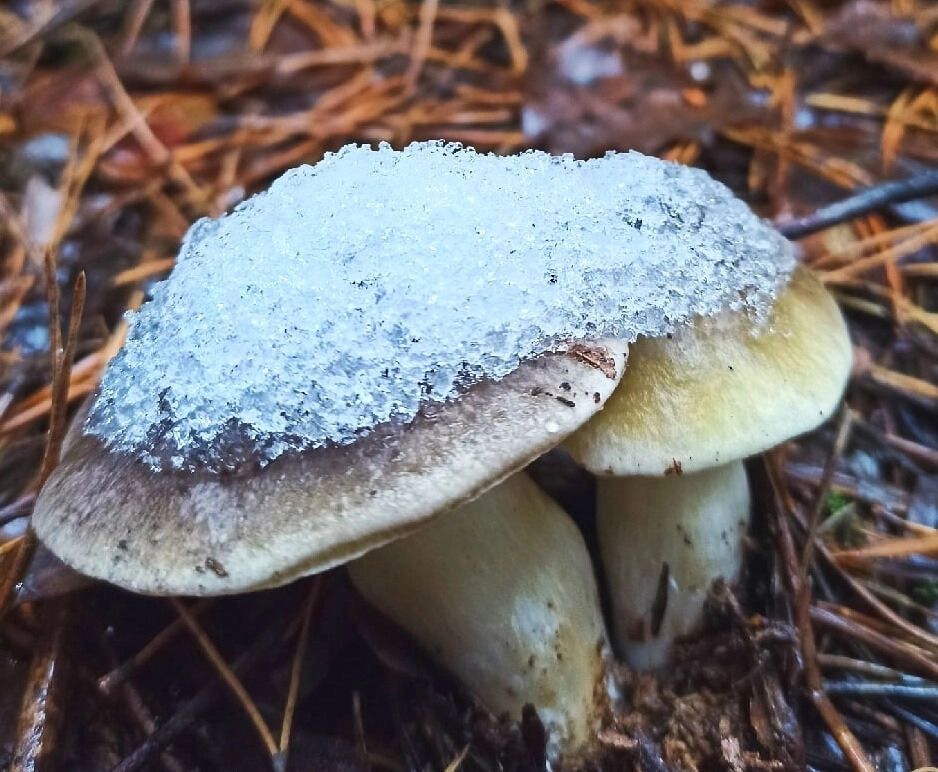 Рядовки могут пережить даже сильные морозы