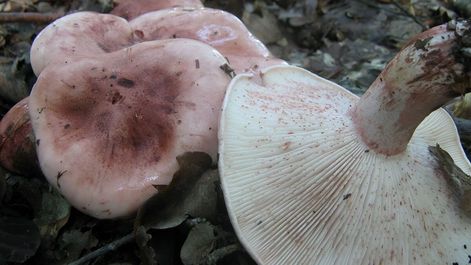 гигрофор сыроежковый